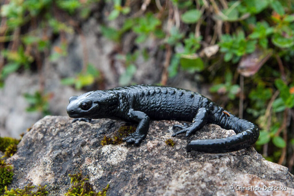001_Alpensalamander