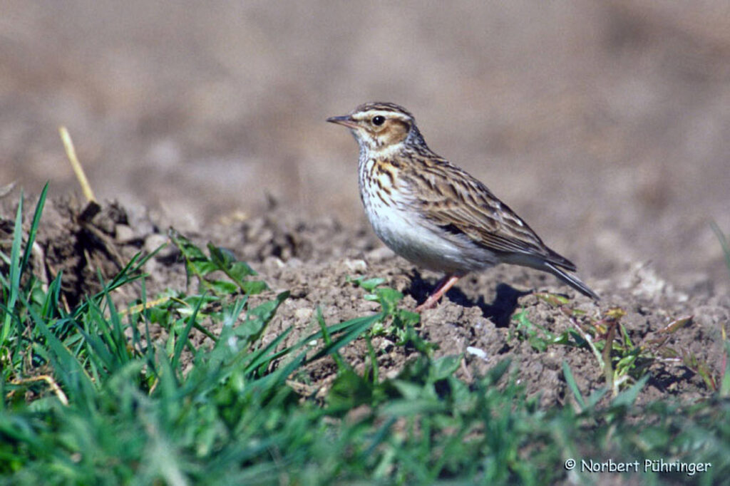 001_Heidelerche