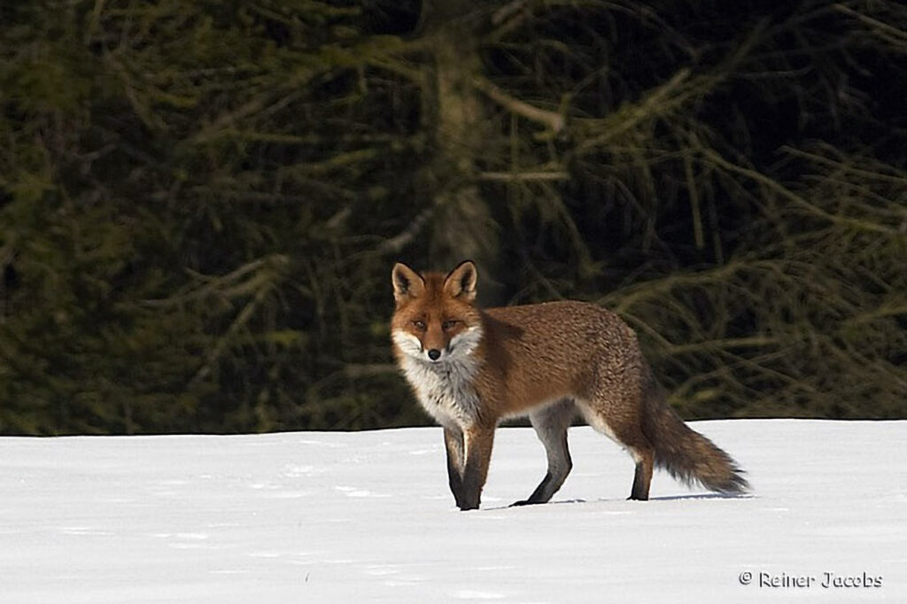 001_Rotfuchs