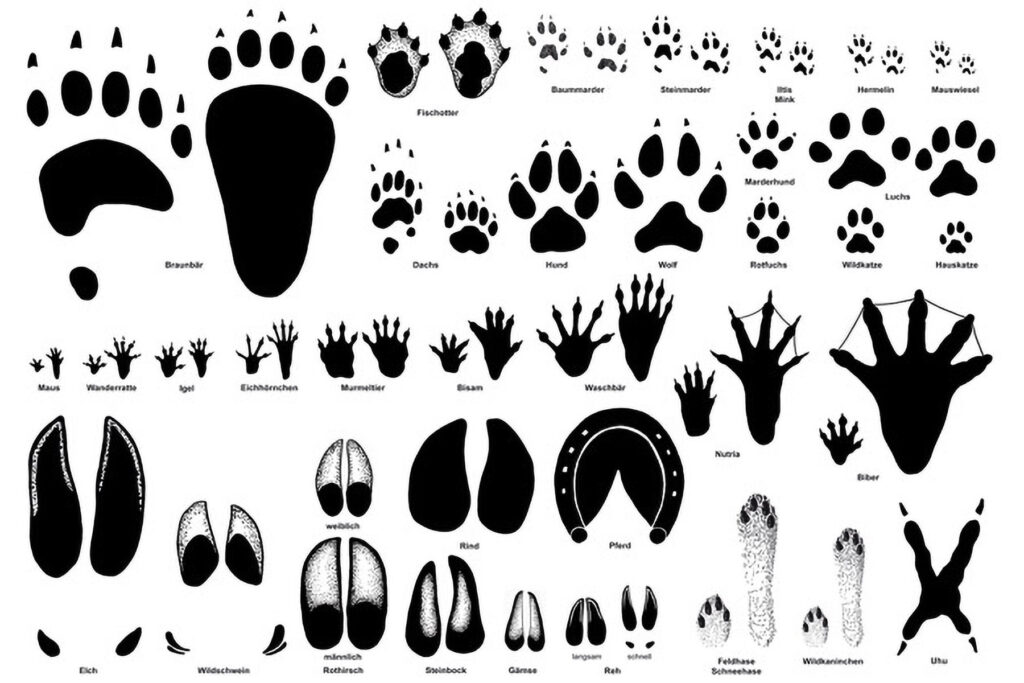 Poster_Tierspuren_A0_finale Version