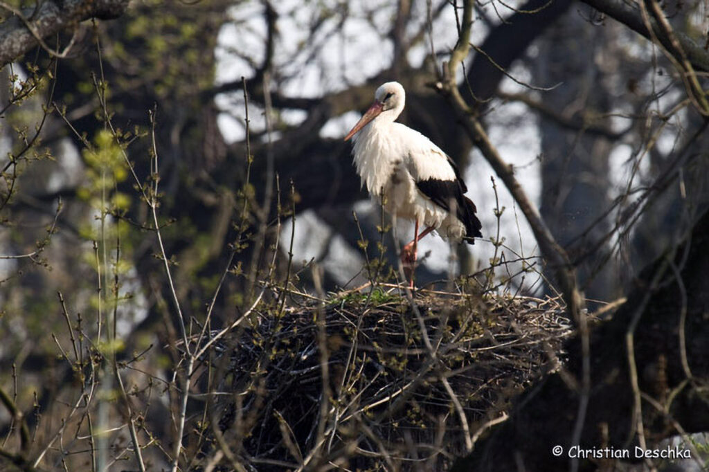 001_Voegel-an-Gebaeuden
