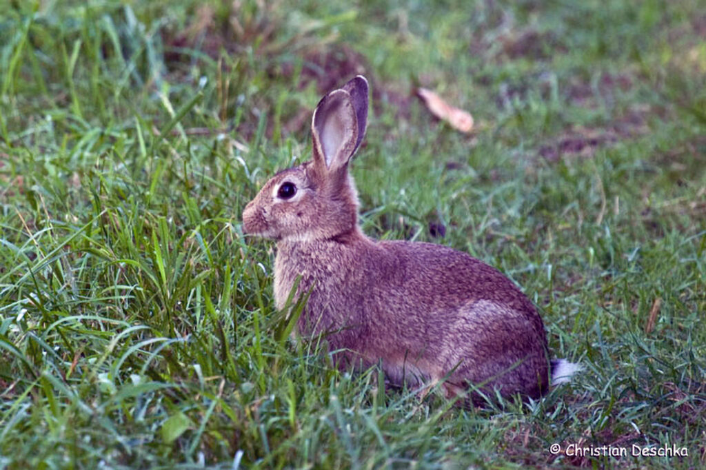 001_Wildkaninchen