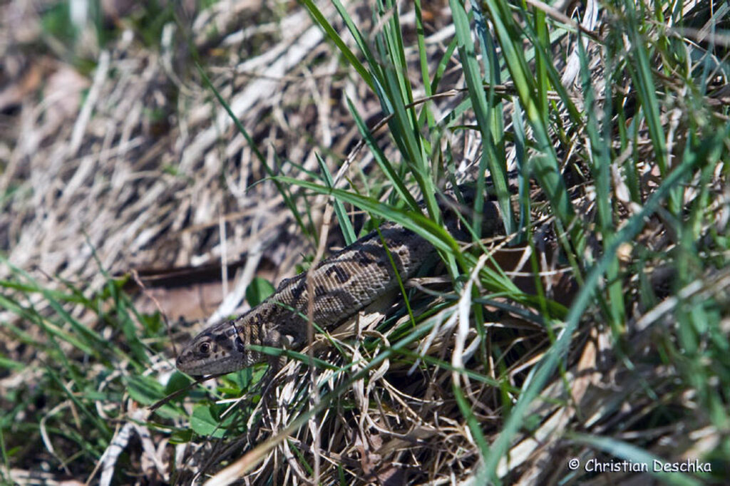 002_Reptilien