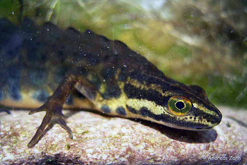 002_Teichmolch