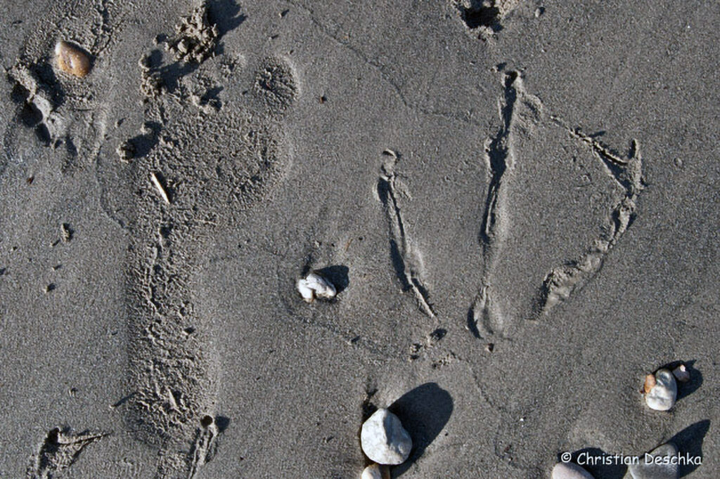 002_Tierspuren-Fotoquiz