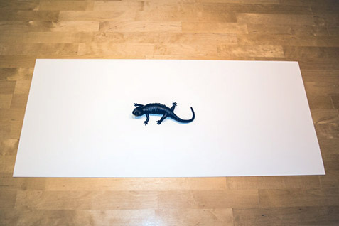 003_Feuersalamandermodell