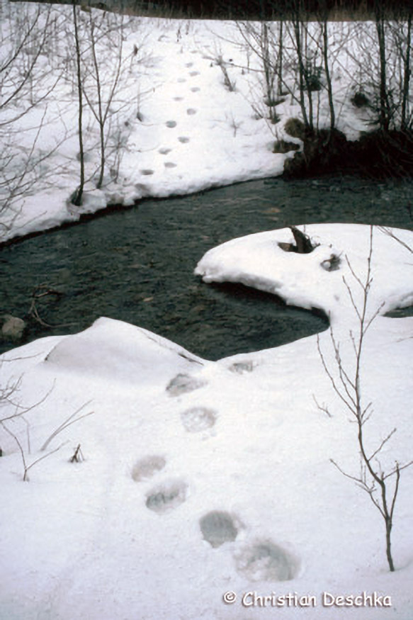 003_Tierspuren-Fotos