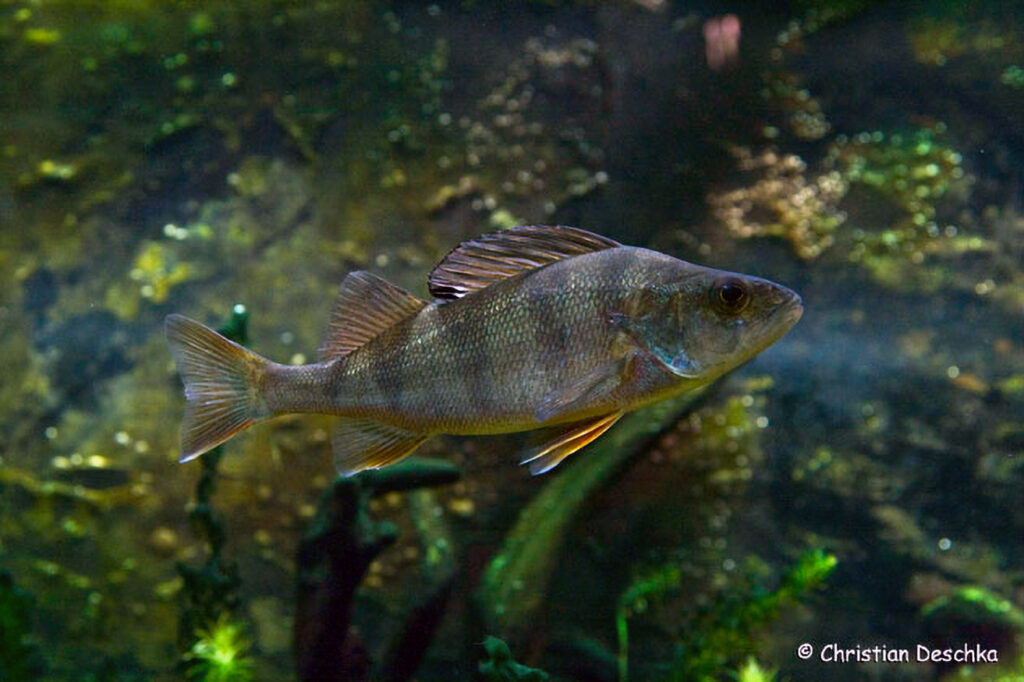 003_Unterwasserreich