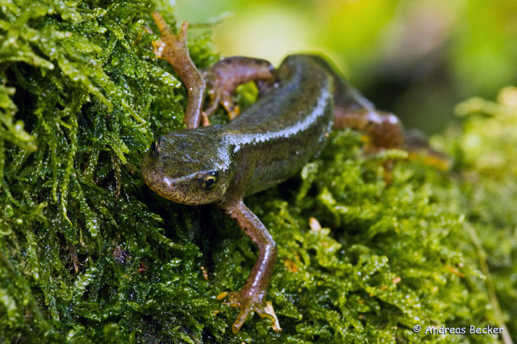 004_Bergmolch