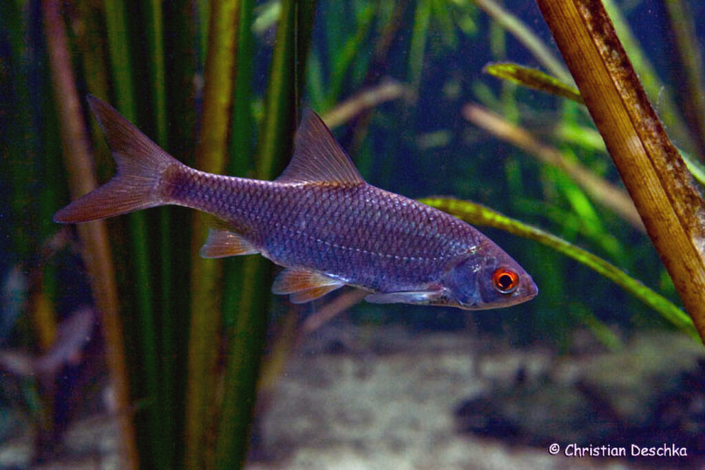 004_Unterwasserreich