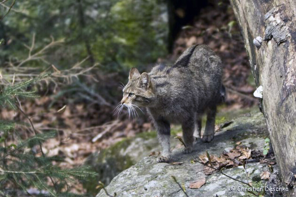 004_Wildkatze