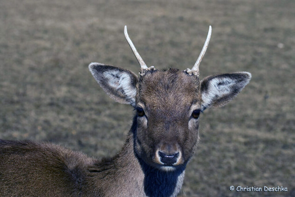 005_Damhirsch