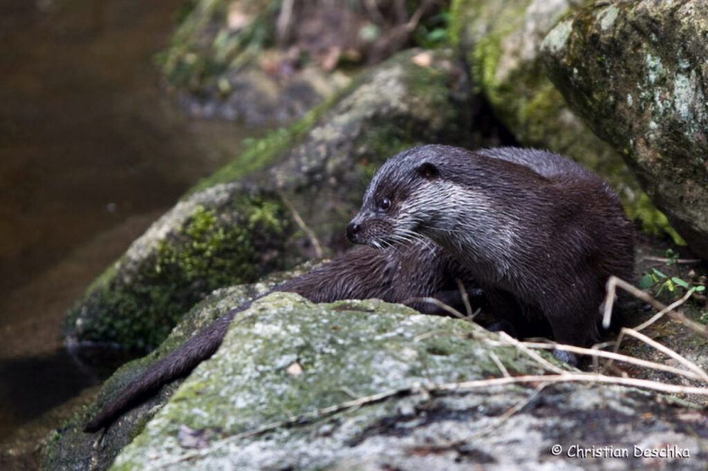 005_Fischotter