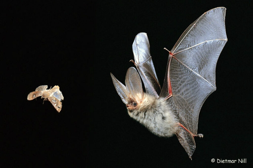 • NaturBildService
• Michael Hirning
• Gartenstr 8  (Öschingen)
• 72116 Mössingen (BRD)
• Tel 07473/921170
• Fax 07473/272505
• Mobil 01718388137