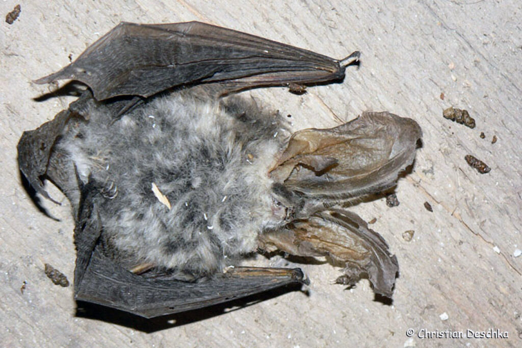 005_Fledermausprojekt