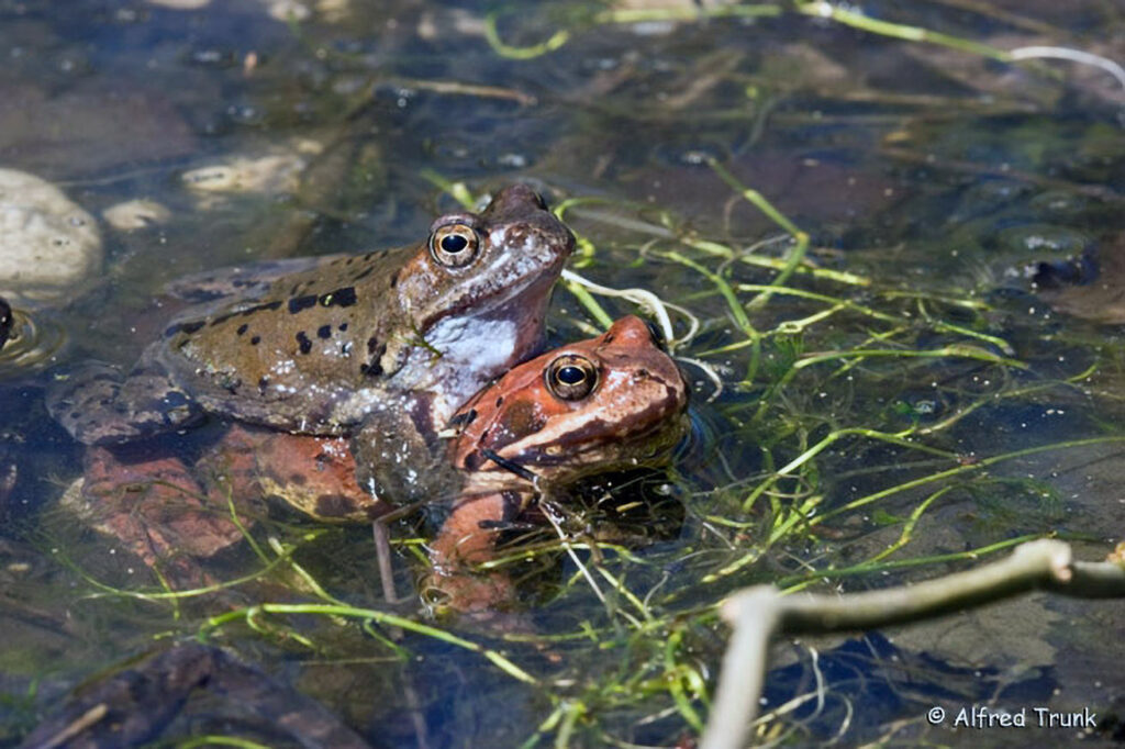 Grasfrosch, Rana temporaria, Grass Frog