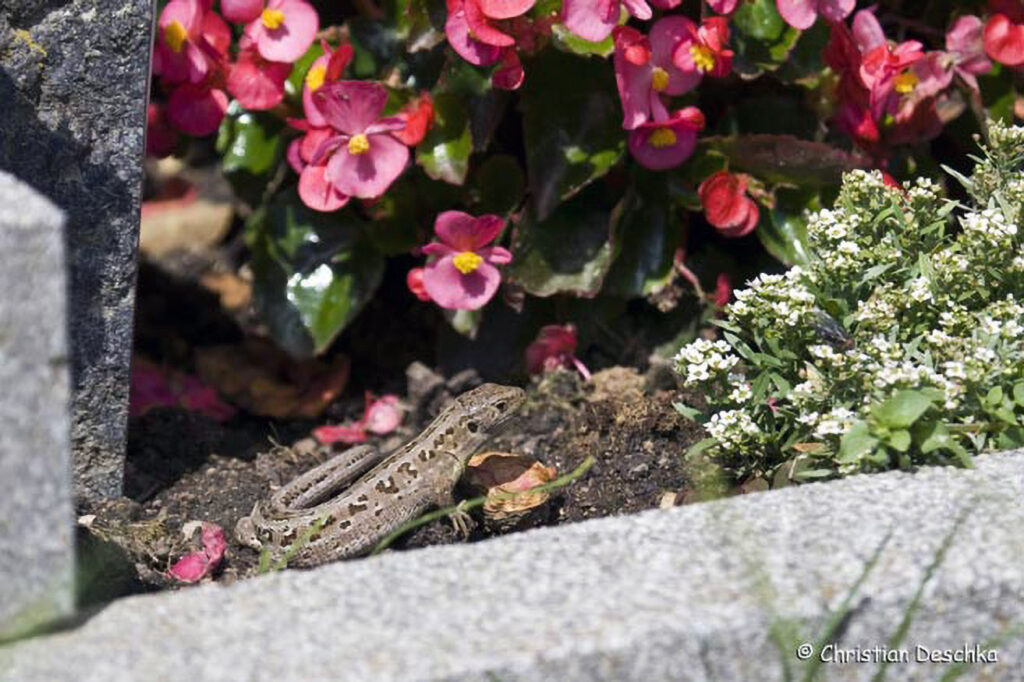 005_Reptilien