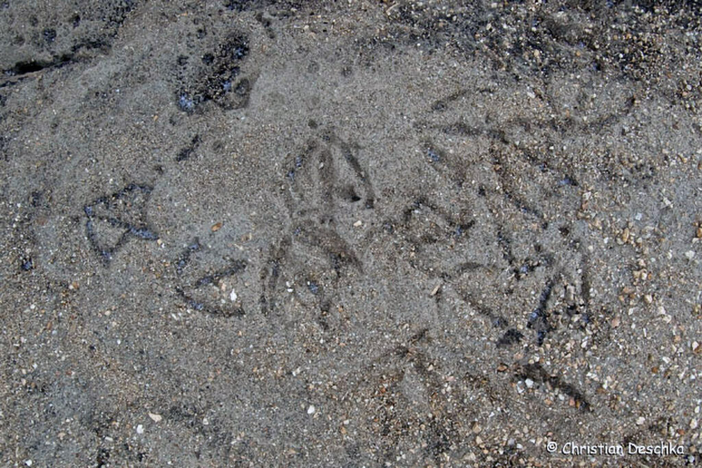005_Tierspuren-Fotoquiz