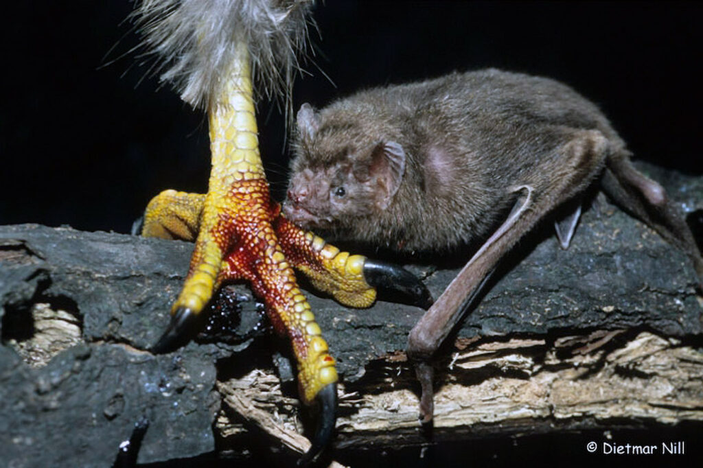 Vampirfledermaeuse leben von Blut. Der hier gezeigte Gemeine Vampir bevorzugt in der Regel grosse Saeugetiere und waehlt nur in Ausnahmefaellen Voegel. Typisches Nasenblatt der Blattnasen fehlt; lange Arme und Beine; kraeftige, messerscharfe mittlere Schneidezaehne und Eckzaehne. Das Verbreitungsgebiet erstreckt sich ueber die Tropen der Neuen Welt. Trinkt Blut von Saeugetieren, denen er im Schlaf kleine Wunden beisst.  Gemeine Vampire haben ein ausgefeiltes Sozialsystem in ihren Kolonien. Sie kooperieren und fuettern sich gegenseitig mit hervorgewuergtem Blut