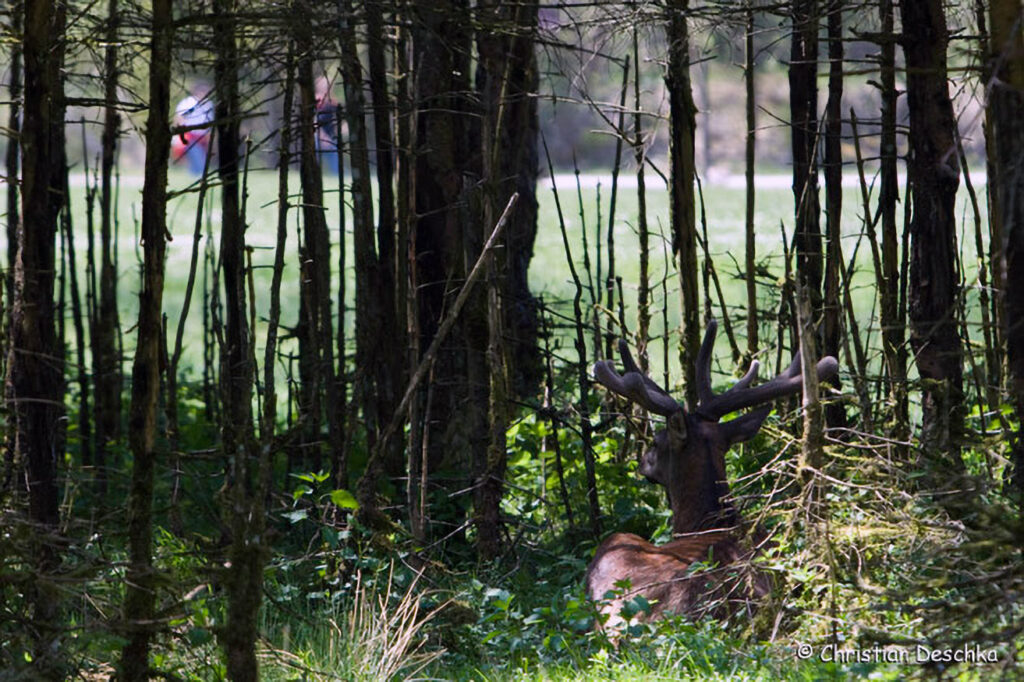 006_Rothirsch