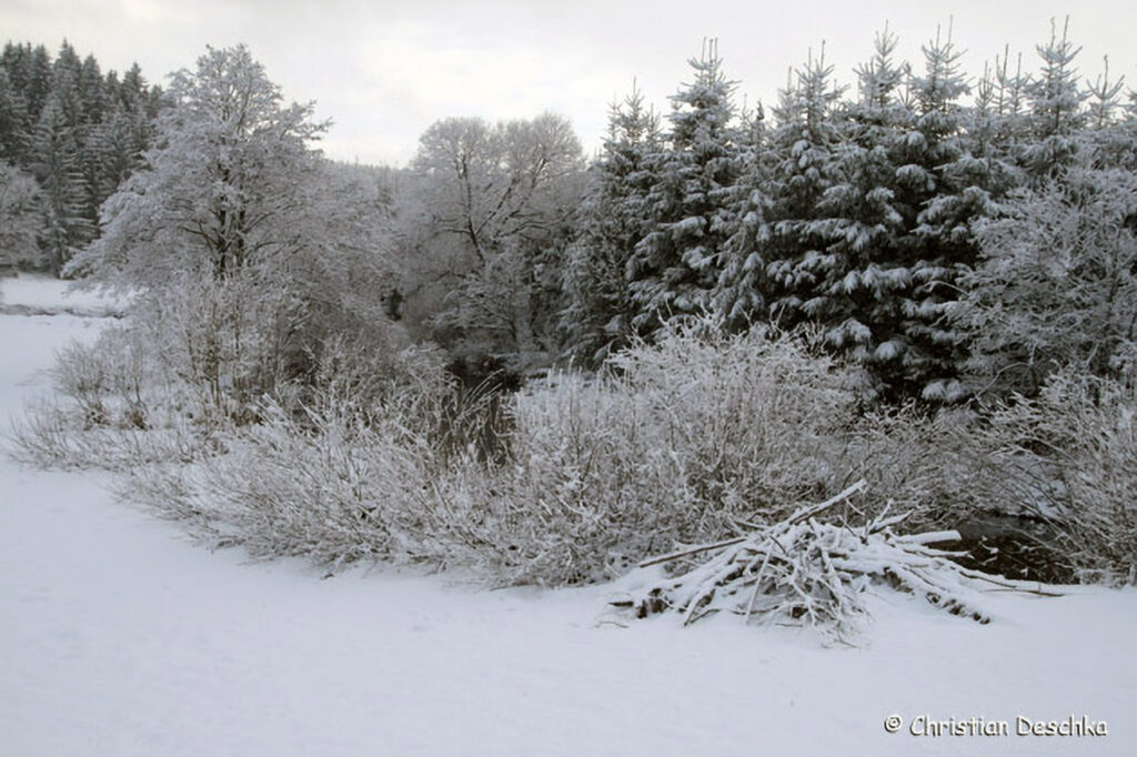 006_Tierspuren-im-Schnee