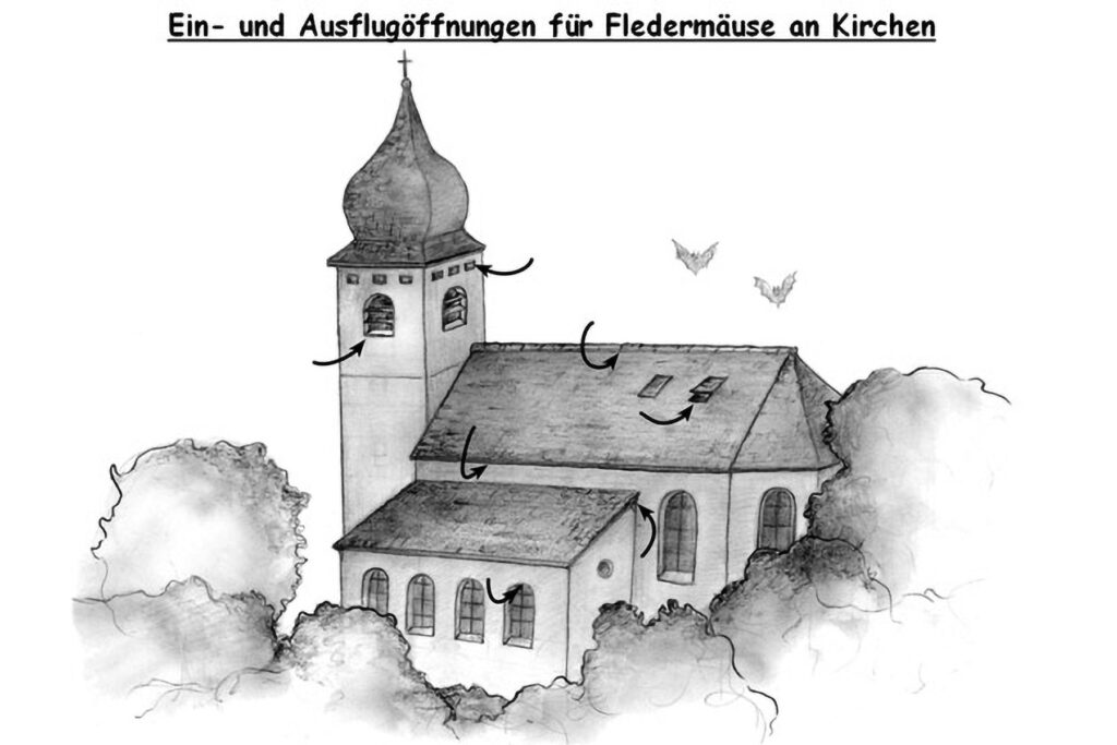 007_Fledermausprojekt