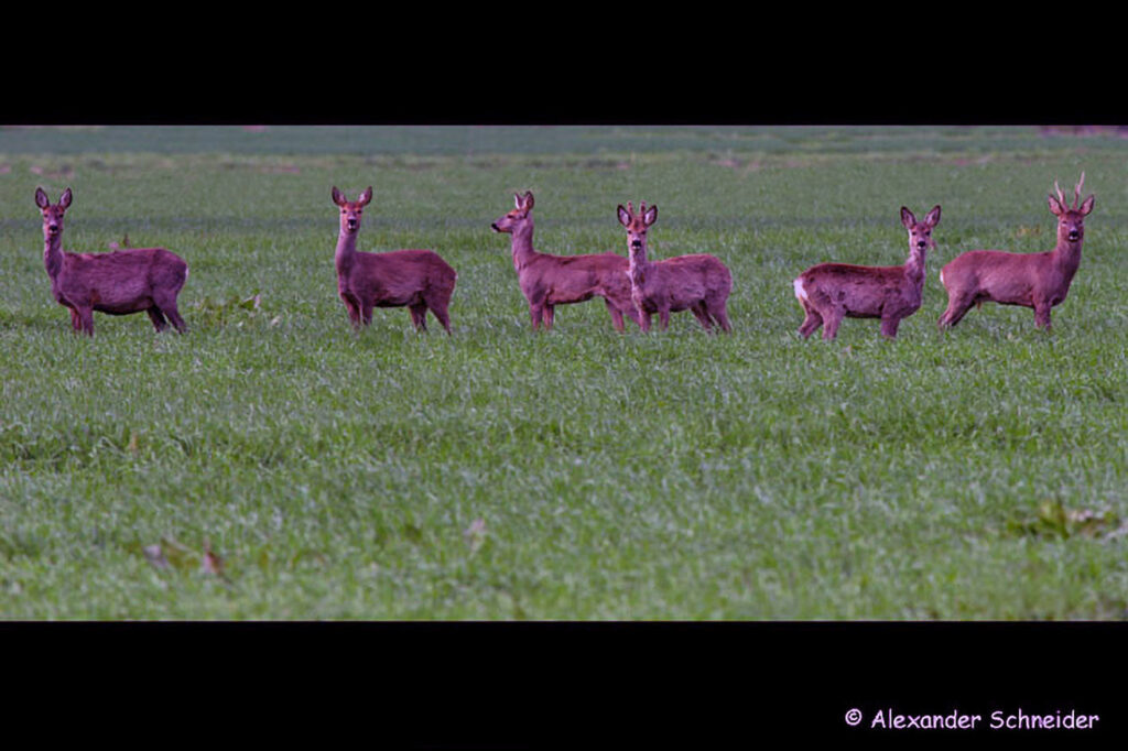 007_Naturinfozentrum-Saxen