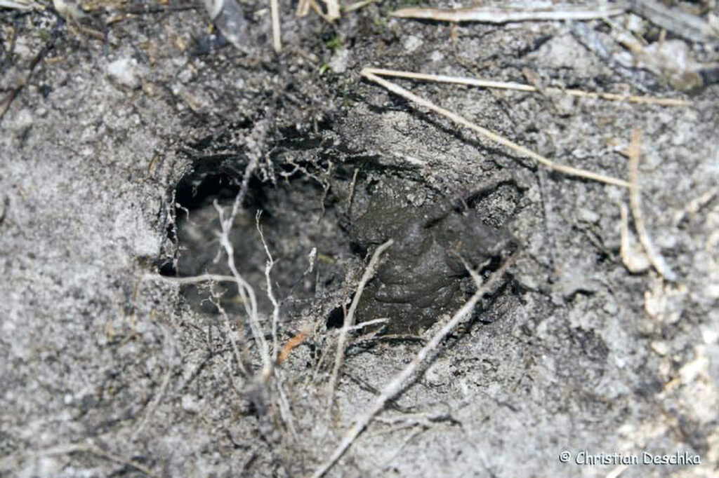 007_Tierspuren-Fotos