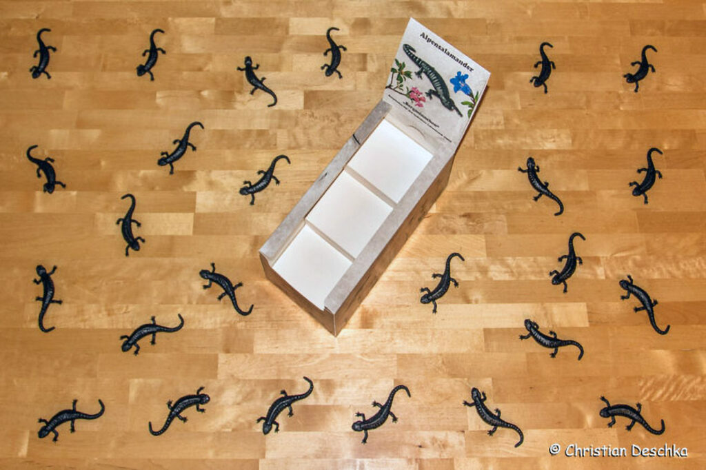 008_Alpensalamandermodell