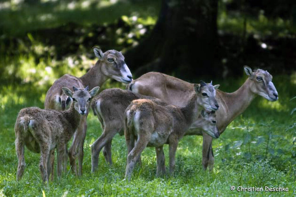 008_Mufflon