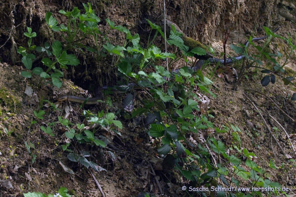 008_Schloegener-Blick