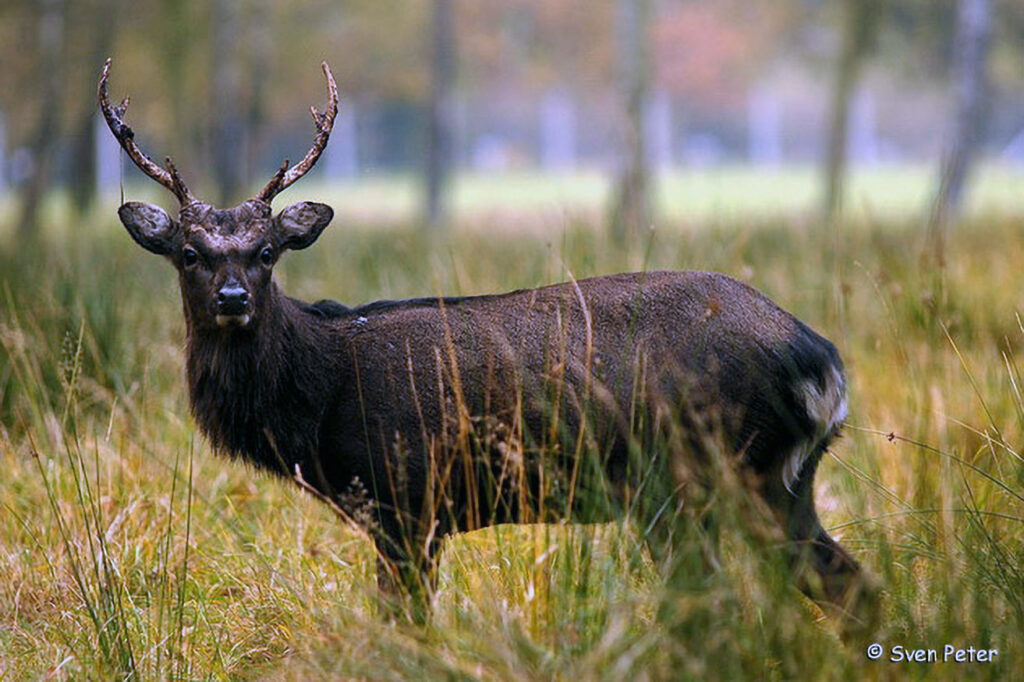 008_Sikahirsch
