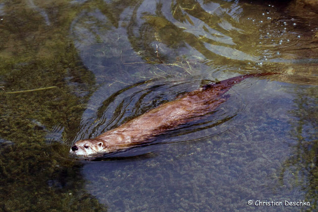 008_Tierspuren-im-Schnee