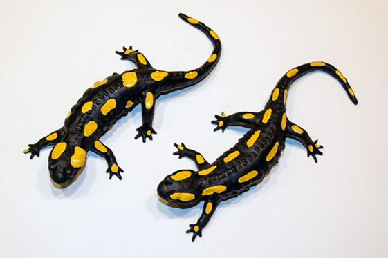 009_Feuersalamandermodell