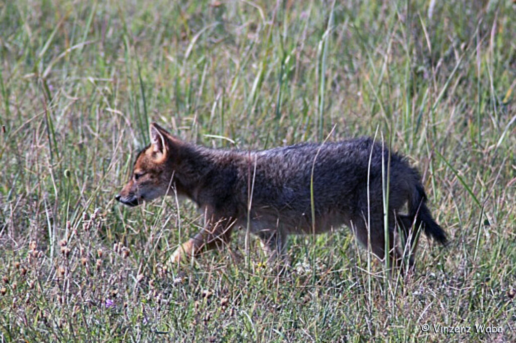 009_Goldschakal
