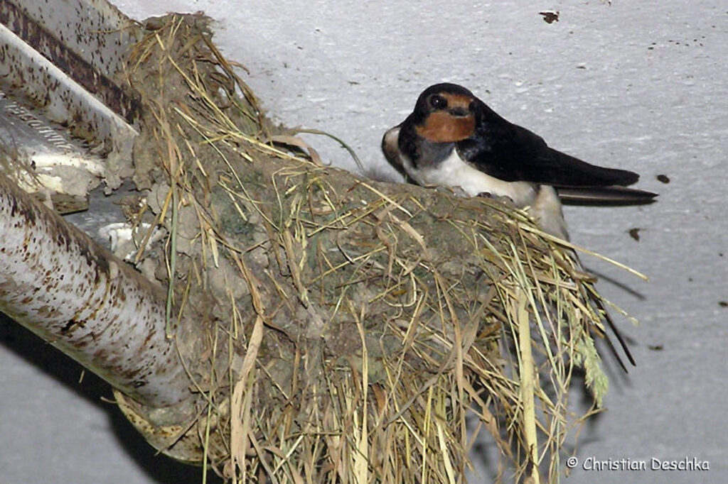 009_Voegel-an-Gebaeuden