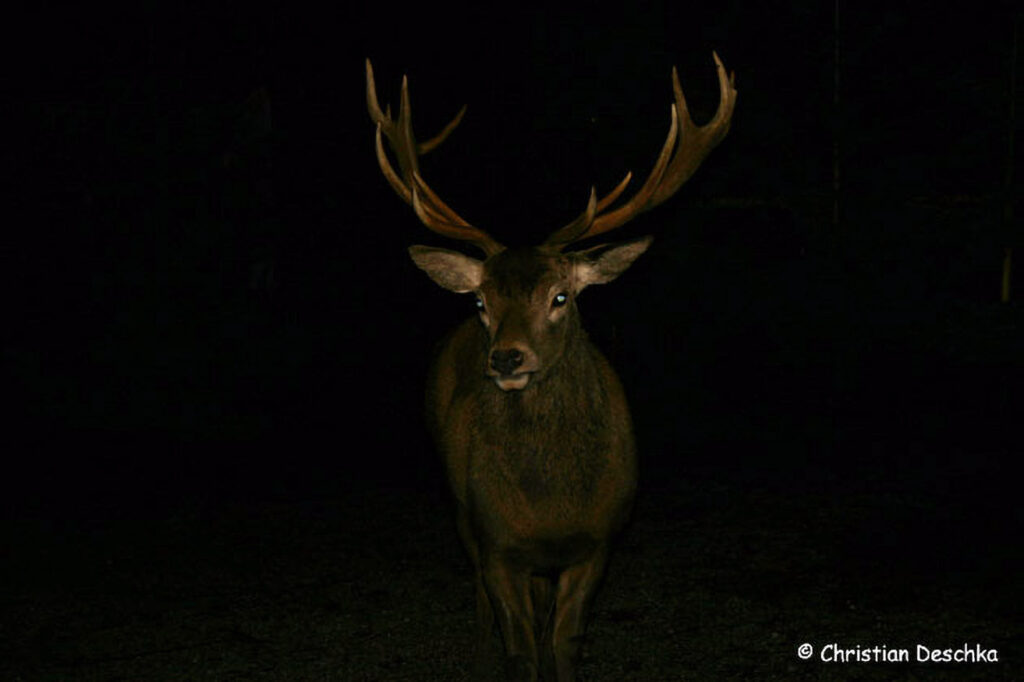 010_Rothirsch