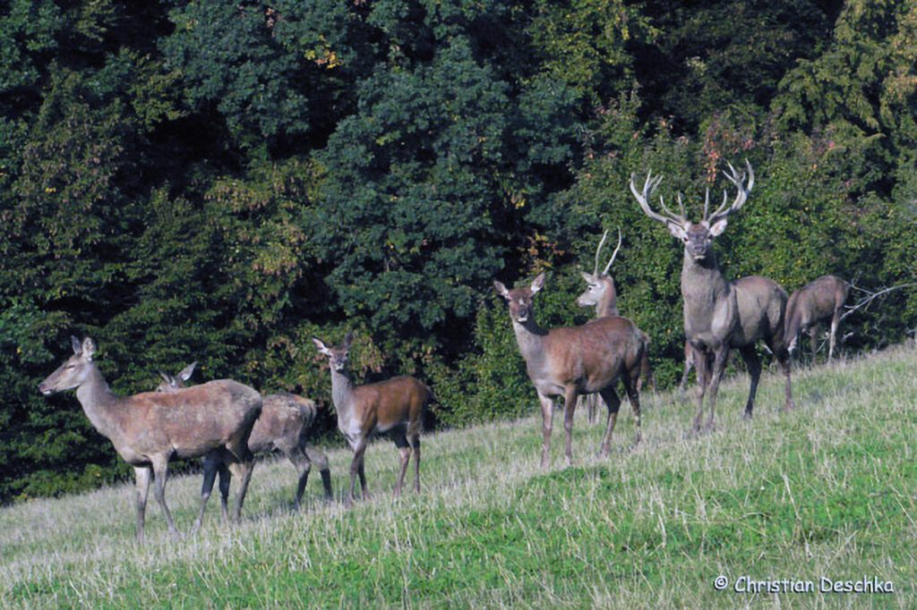 011_Rothirsch