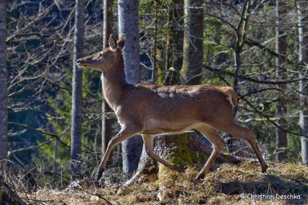 012_Rothirsch