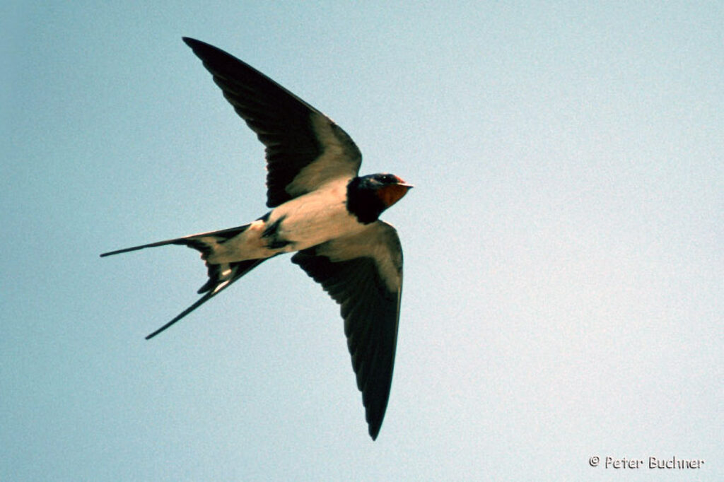 012_Voegel-an-Gebaeuden