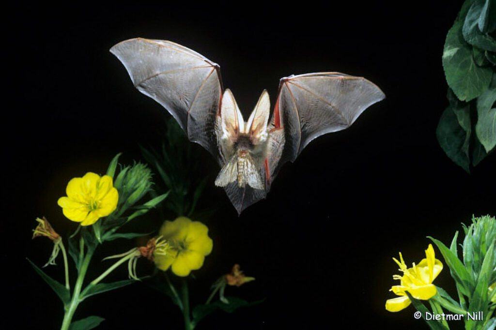 013_Fledermaeuse