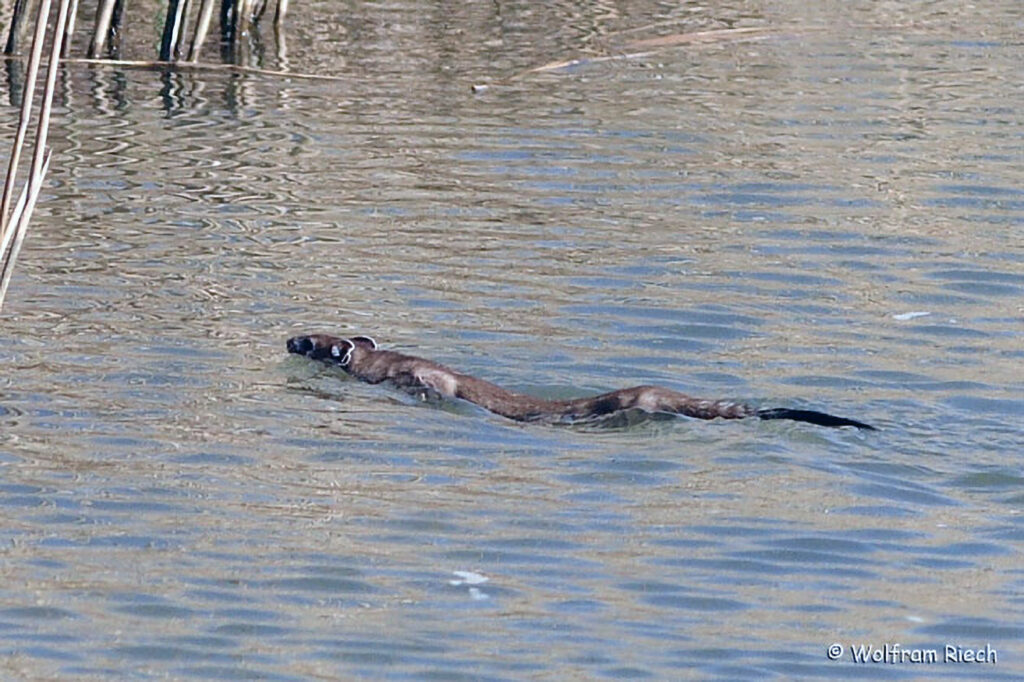 Hermelin (Miustela erminea)