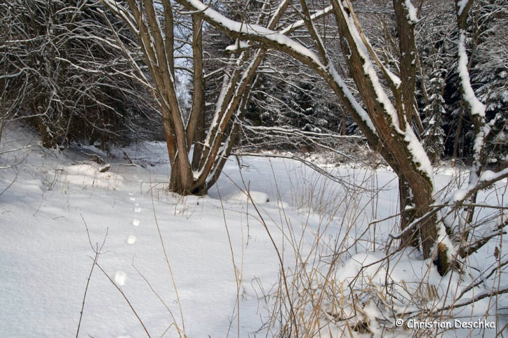 013_Tierspuren-Fotos