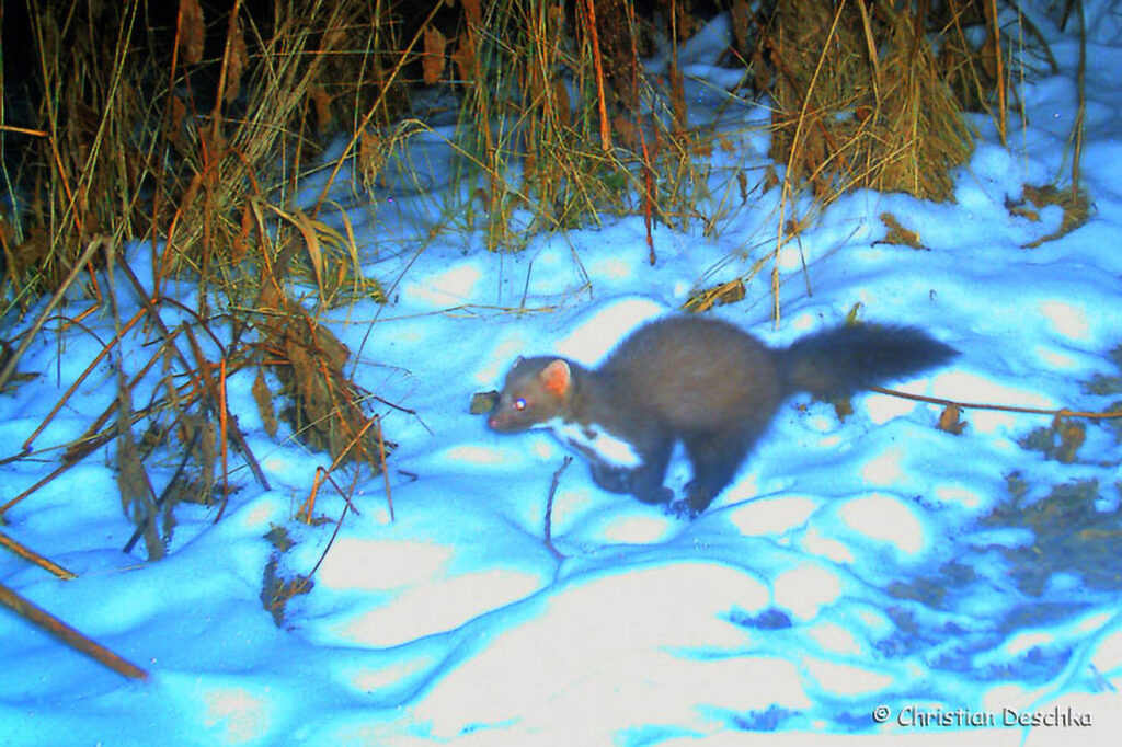 013_Tierspuren-im-Schnee