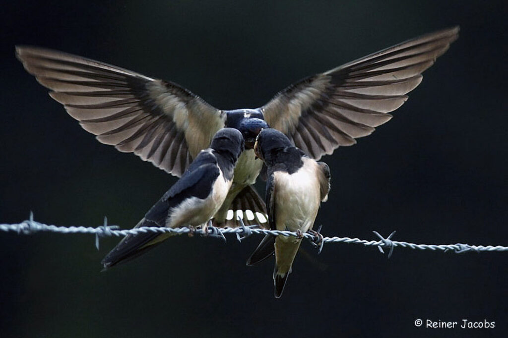 013_Voegel-an-Gebaeuden