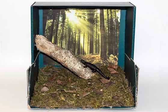 014_Alpensalamandermodell