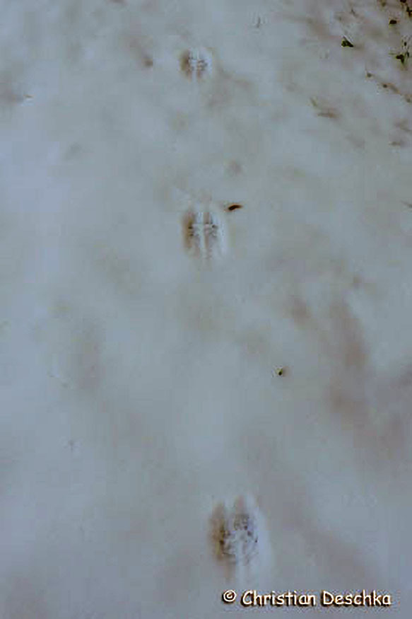 014_Tierspuren-im-Schnee