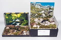 015_Alpensalamandermodell