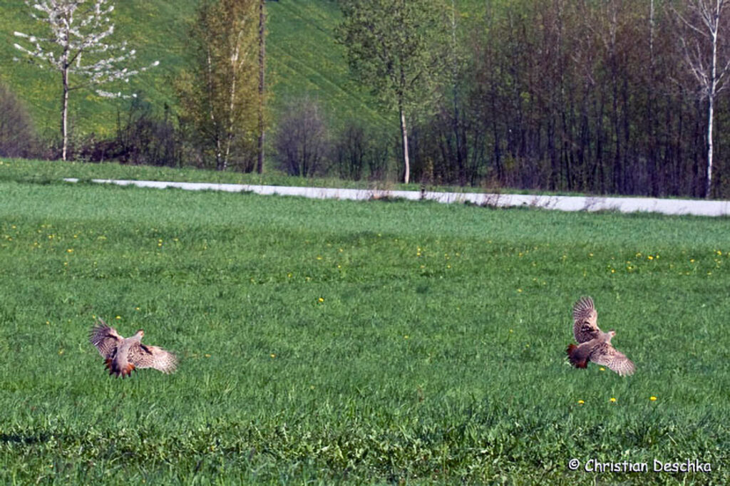 015_Landschaftsschutzgebiet-Oedenkirchen