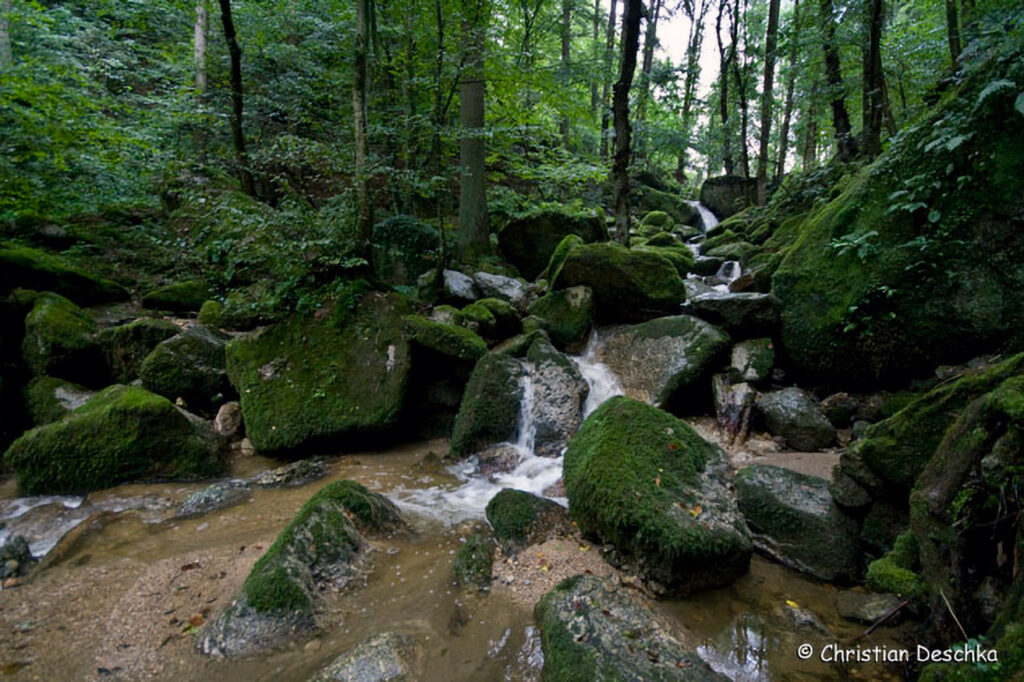 016_Naturschutzgebiet-Pesenbachtal